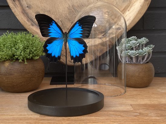 Glazen stolp met Papilio Ulysses vlinder - taxidermie - entomologie