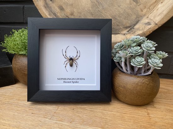Lijst met echte spin Nephilingis Livida - taxidermie - entomologie - kader