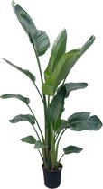 Paradijsvogelplant - Strelitzia Nicolai XXL hoogte 225cm potmaat 27cm