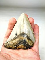 Megalodon tand "The Reliable" | 8.5 cm (84 gram) | 100% natuurlijk | Gevonden in Florida, VS | Perfect als cadeau voor bijvoorbeeld sinterklaas of kerst