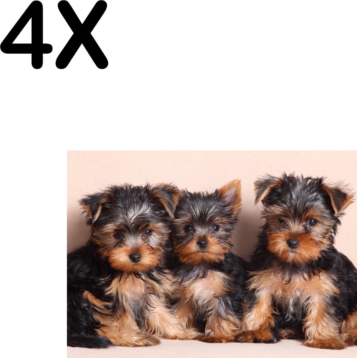 BWK Textiele Placemat - Schattige Yorkshire Puppies - Honden - Set van 4 Placemats - 35x25 cm - Polyester Stof - Afneembaar