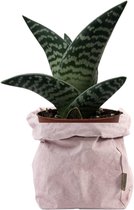 de Zaktus - Aloe Variegata - vetplant - UASHMAMA® paperbag roze - Maat M
