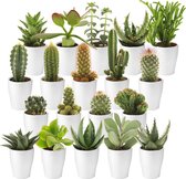 vdvelde.com - Mini Cactussen en Succulenten + Keramiek Witte Potjes - 20 Stuks Cactus en Vetplanten - Ø 6 cm - Hoogte 8-15 cm