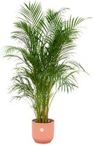 Combi Deal - Areca Palm Inclusief Elho Vibes Fold Round Roze Ø30 - 180 Cm