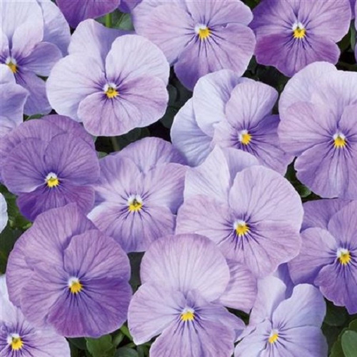 Viola x cornuta Twix® Lavender Shades F1