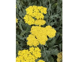 6 x Achillea hybrida 'Little Moonshine'pbr - ACHILLEA - pot 9 x 9 cm