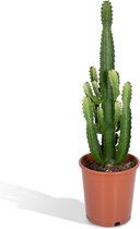 Vetplant – Cowboycactus (Euphorbia Acruensis) – Hoogte: 60 cm – van Botanicly