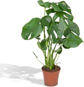 Monstera – Gatenplant (Monstera Deliciosa) – Hoogte: 55 cm – van Botanicly