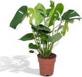 Monstera – Gatenplant (Monstera Deliciosa) – Hoogte: 60 cm – van Botanicly