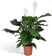 Groene plant – Lepelplant (Spathiphyllum) – Hoogte: 80 cm – van Botanicly