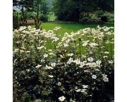 6 x Witte Herfstanemoon Honorine Jobert - Winterharde Tuinplant - Anemone 'Honorine Jobert' in 9x9cm pot met hoogte 0-10cm