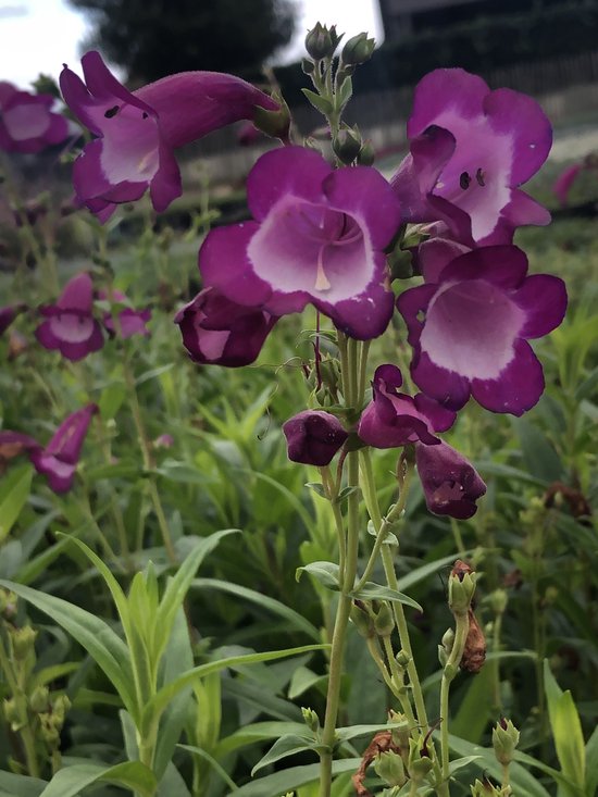 6 x Penstemon purple passion - Slangekop in pot 9 x 9 cm