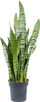 Goed & Groen - Sansevieria Zeylanica -↨ 70cm - Potmaat 21 - Kwaliteit Planten - Kamer Plant - Kamerplanten - Sfeer