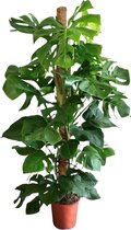 Trendyplants - Monstera Deliciosa - Gatenplant - Kamerplant - Hoogte 140-160 cm - Potmaat Ø27cm