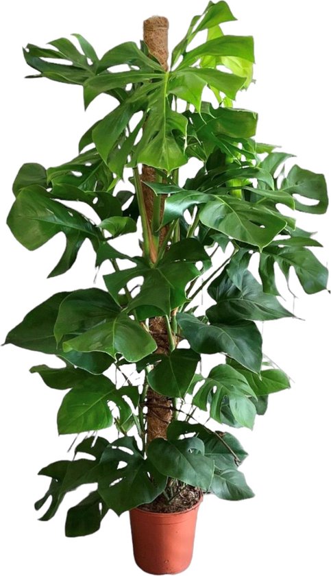 Monstera kopen? Alle Monstera online | bol