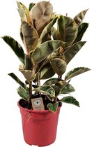 Trendyplants - Ficus Elastica Tineke - Rubberboom - Kamerplant - Hoogte 75-95 cm - Potmaat Ø27cm