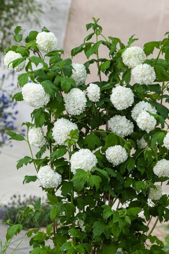 Viburnum opulus 'Roseum' C20 150175 cm