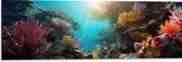Dibond - Onderwater - Oceaan - Zee - Koraal - Vissen - Kleuren - Zon - 90x30 cm Foto op Aluminium (Wanddecoratie van metaal)