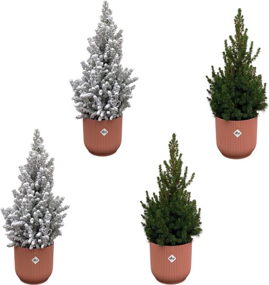 Green Bubble - 2x Picea Glauca (kerstboom) + 2x Picea Glauca met sneeuw (kerstboom) inclusief 4x elho Vibes Fold Rond roze Ø22 - 60cm