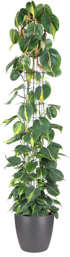 Goed & Groen - Philodendron scandens 'Brasil' (zuilvorm) (in ELHO Brussels Rond Antraciet) - XL -↨ 160cm - Potmaat 27 - Exclusieve Kwaliteit Planten - Kamer Plant - Kamerplanten - Sfeer - Interieur
