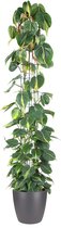 Goed & Groen - Philodendron scandens 'Brasil' (zuilvorm) (in ELHO Brussels Rond Antraciet) - XL -↨ 160cm - Potmaat 27 - Exclusieve Kwaliteit Planten - Kamer Plant - Kamerplanten - Sfeer - Interieur