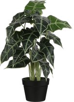 Kunstplant Alocasia H60cm - HTT Decorations