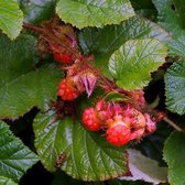 24 x RUBUS TRICOLOR - Sierbraam pot 9x9cm