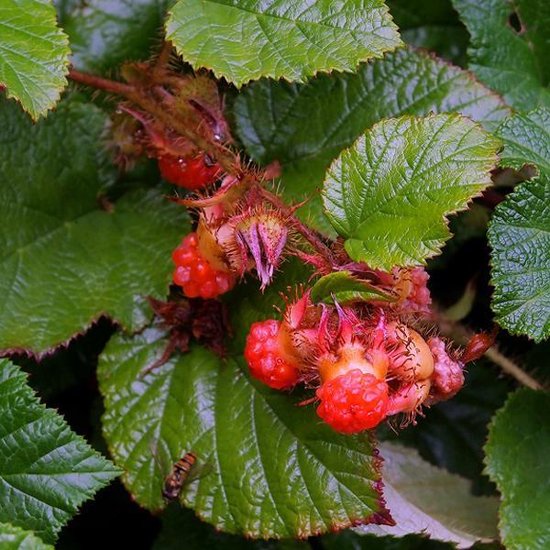 Rubus Tricolor - Sierbraam;Braam pot 9cm x 9cm | bol.com