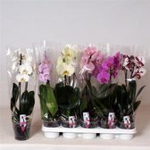 2 Tak Phaleanopsis Orchidee. Mix Designer Choice