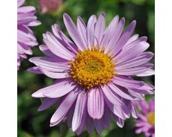 6 x Aster Alpinus 'Happy End'  - Voorjaarsaster pot 9x9cm