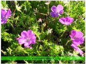 Set 12 stuks Geranium sanguineum Ooievaarsbekje
