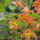 6 x Epimedium Warleyense - Elfenbloem pot 9x9 cm- Oranje-gele Schaduwplant