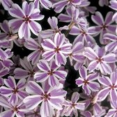 6 x Phlox 'Candy Stripes' - Vlambloem Pot 9x9 cm - Roze Gestreepte Bloemen