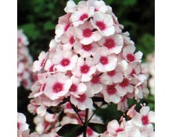 6 x Phlox 'Omega' - Vlambloem pot 9x9cm - Intens Gekleurde Bloemen