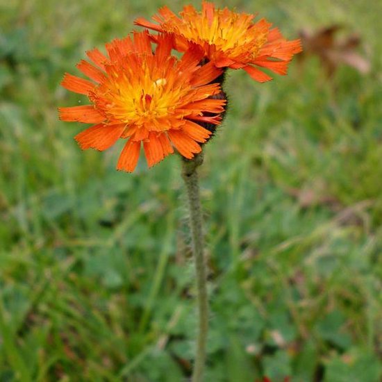 6 x Hieracium Aurantiacum - Havikskruid Pot 9x9 cm - Oranje Wilde Bloem