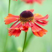 6 x Helenium 'Moerheim Beauty' - Zonnekruid Pot 9x9 cm - Dieprode Zomerbloeier