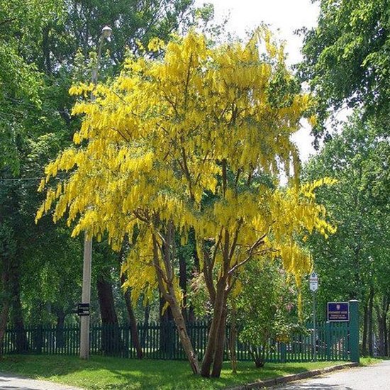 Arbre de Judée couvert de grappes de fleurs jaunes épanouies dans un parc.