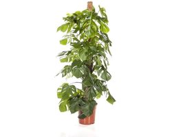 Monstera deliciosa 150cm