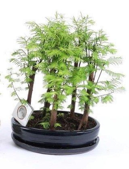 Bonsai Metasequoia forest pot 26 cm voor buiten (creme)