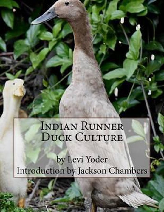 Indian Runner Duck Culture - cover