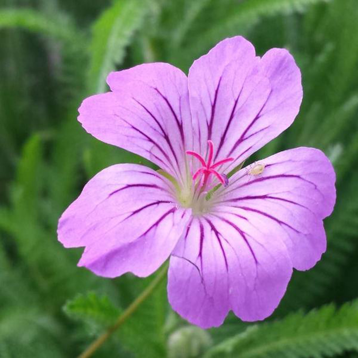6 x Geranium Nodosum - Ooievaarsbek Pot 9x9 cm - Schaduwminnende Vaste Plant