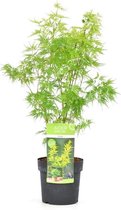 Acer palmatum 'Seiryu'; Totale hoogte 50-60cm incl. Ø 19cm pot | Japanse esdoorn | Bladkleur: Groen in de Lente, Geel in de zomer en Rood in de Herfst