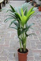 Gardenmarketplace Kamerplanten Howea forsteriana, Kentia Palm, Luchtzuiverend, 135 cm