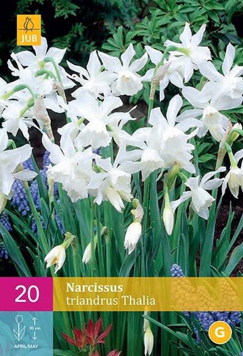 Jub Holland - bloembollen - Narcissen Triandrus Thalia - maat 10/12 - 20 stuks