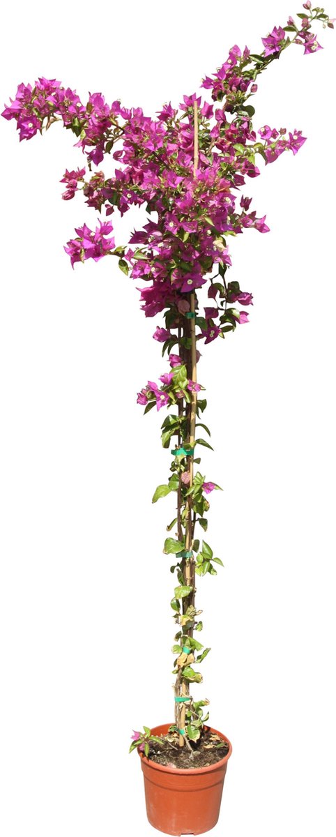 band Loodgieter mager Bougainvillea paars 150cm | bol.com