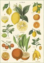 Poster Citrus - Cavallini & Co - Vintage Schoolplaat