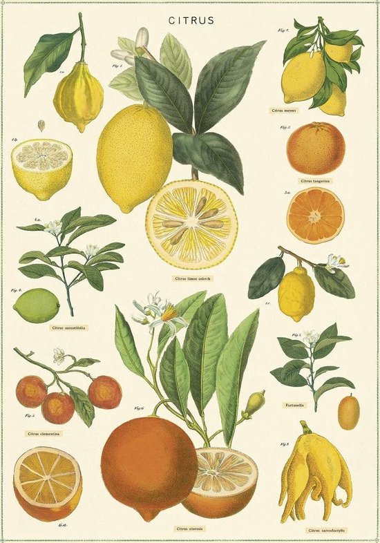 Foto: Poster citrus cavallini co vintage schoolplaat