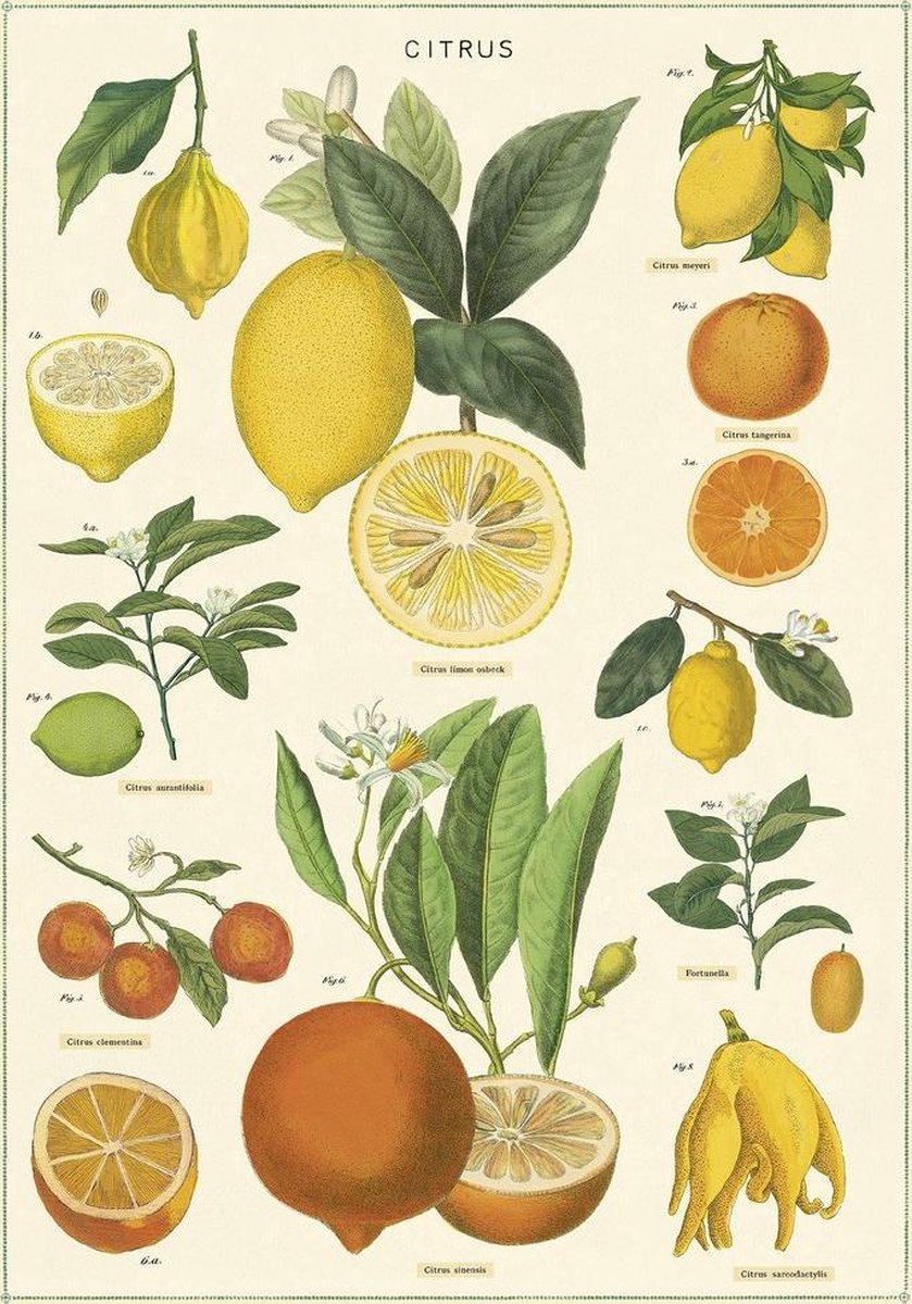 Poster Citrus - Cavallini & Co - Vintage Schoolplaat - 