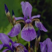 6 x Iris Sibiricia 'Blue King' - Baardloze Iris pot 9x9cm - Blauwe bloemen, zwaardvormige bladeren