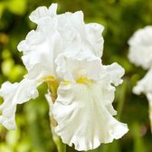 6 x Iris Germanica 'Immortality' - Iris des jardins 'Immortality' godet 9cm x 9cm